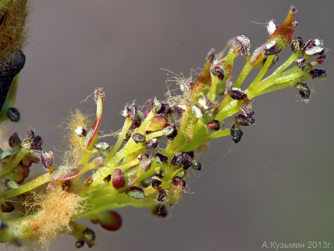 Ясень обыкновенный (Fraxinus excelsior)