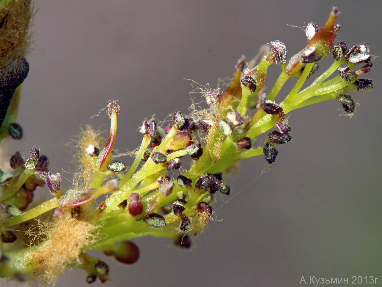 Изображение особи Fraxinus excelsior.