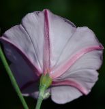 Convolvulus dorycnium