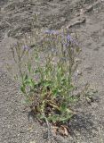 Anchusa azurea