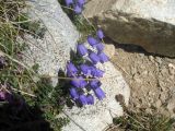 Campanula cochleariifolia