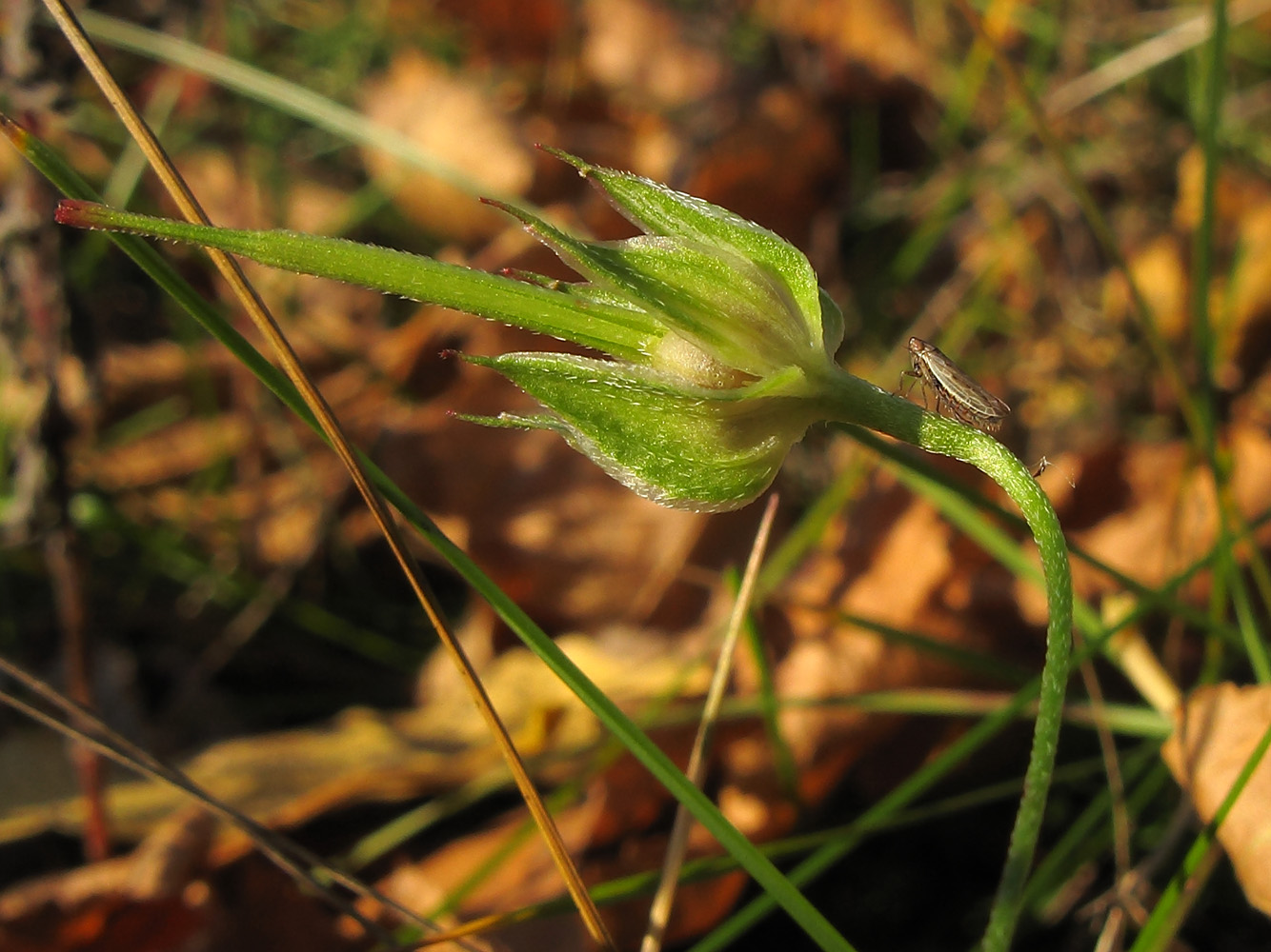 Изображение особи Geranium columbinum.