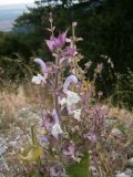 Salvia sclarea