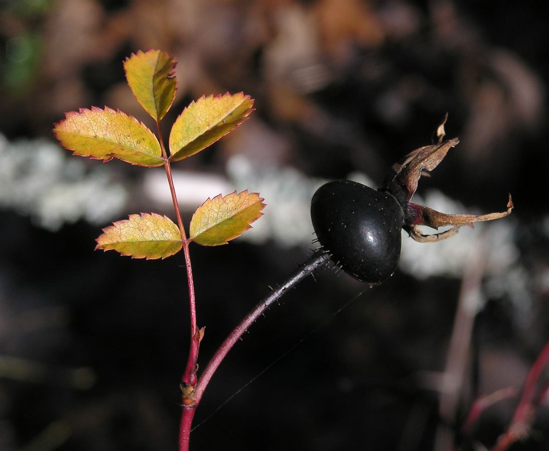 Image of Rosa spinosissima specimen.