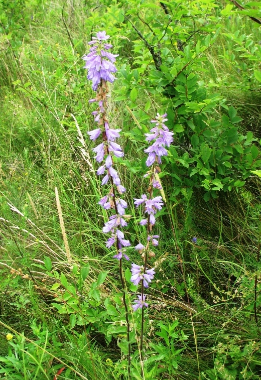 Изображение особи Campanula bononiensis.