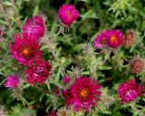 Symphyotrichum novae-angliae