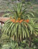 Phoenix canariensis. Плодоносящее растение в культуре. Испания, Канарские острова, Тенерифе, парк в Икод де лос Винос (Icod de los Vinos). Март 2008 г.