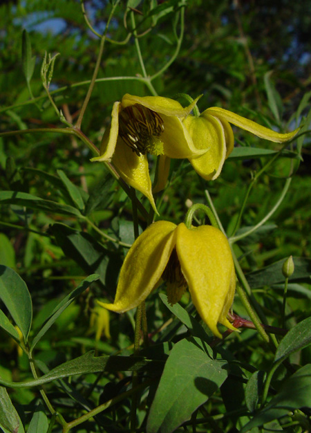 Image of Clematis tangutica specimen.