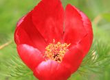 Paeonia tenuifolia. Цветок. Черноморское побережье Кавказа, Новороссийский р-н, Маркотхский хребет, Мефодиевский перевал, горная степь. 4 мая 2014 г.