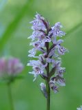 Dactylorhiza fuchsii. Соцветие. Иркутская обл., Шелеховский р-н, окр. пос. Глубокая, лес. 21.07.2015.