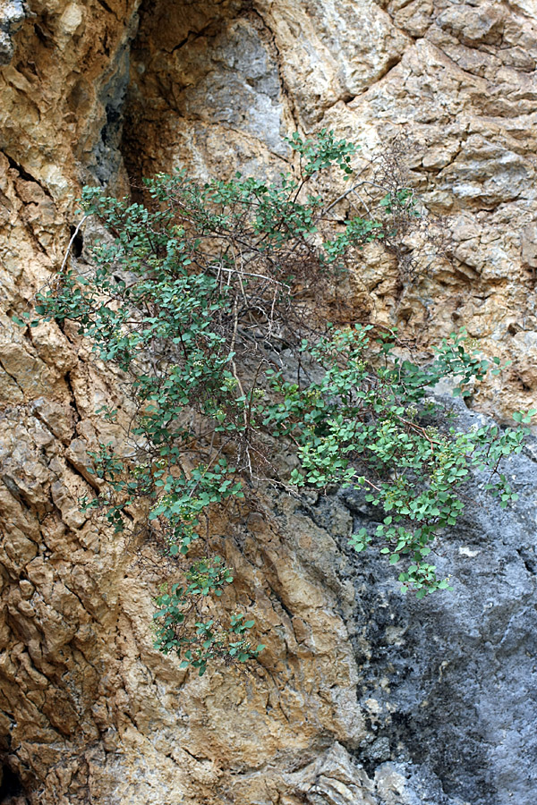 Изображение особи Spiraea pilosa.