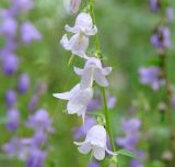 Campanula rapunculoides