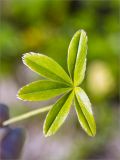 Alchemilla alpina