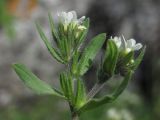 Buglossoides rochelii. Верхушка побега с соцветиями. Крым, Бахчисарайский р-н, гора Тепе-Кермен. 18.04.2016.