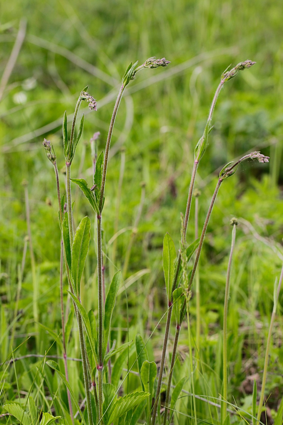 Изображение особи Silene nutans.