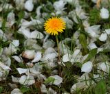 род Taraxacum