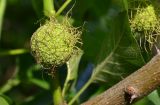 Maclura pomifera. Завязавшееся соплодие. Краснодарский край, окр. г. Геленджик, лесопосадка вдоль дороги через заброшенные виноградники на Толстом мысу. 06.06.2015.