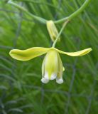 Albuca canadensis