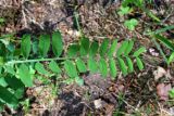 Vicia cassubica. Лист. Беларусь, Минский р-н, остановочный пункт Зелёное, смешанный лес. 22.05.2016.