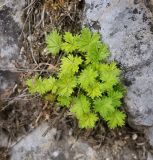 род Potentilla. Вегетирующее растение в расщелине известняковой скалы. Пермский край, Лысьвинский р-н, окр. с. Кын, гора Плакун, крутой каменистый склон. 04.05.2017.