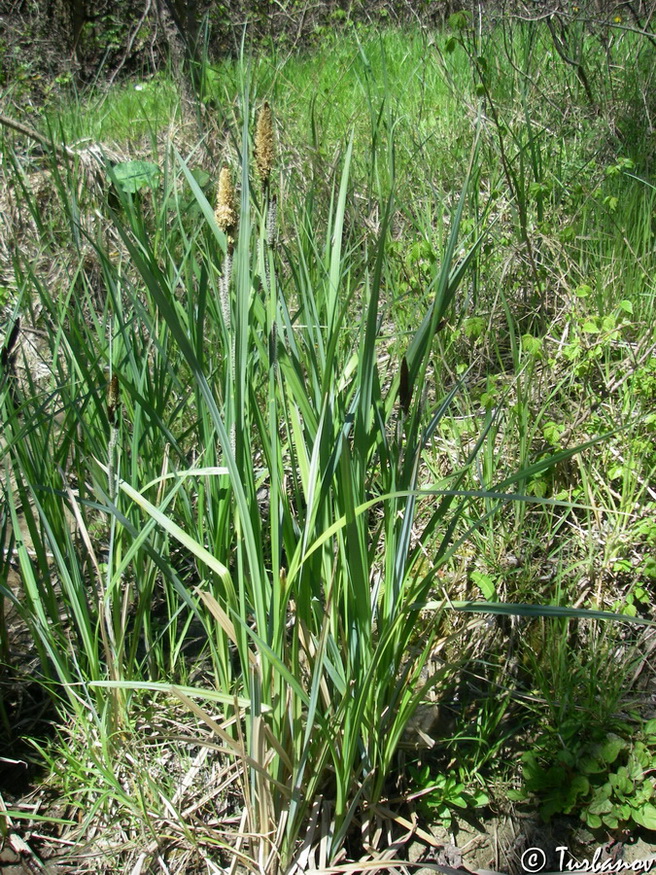 Изображение особи Carex riparia.