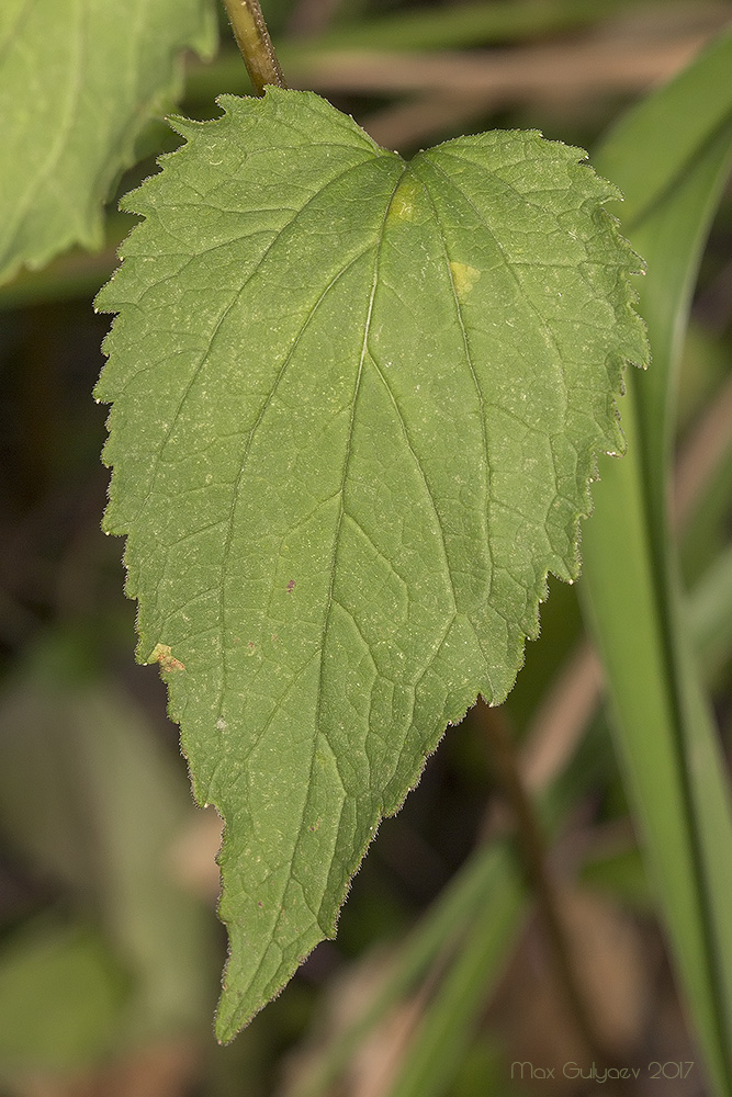 Image of genus Campanula specimen.