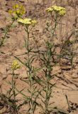 Achillea × submicrantha