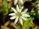 Stellaria ruscifolia. Цветок с муравьем. Магаданская обл., окр. г. Магадан, побережье бухты Гертнера, среди крупных камней на берегу. 29.07.2007.