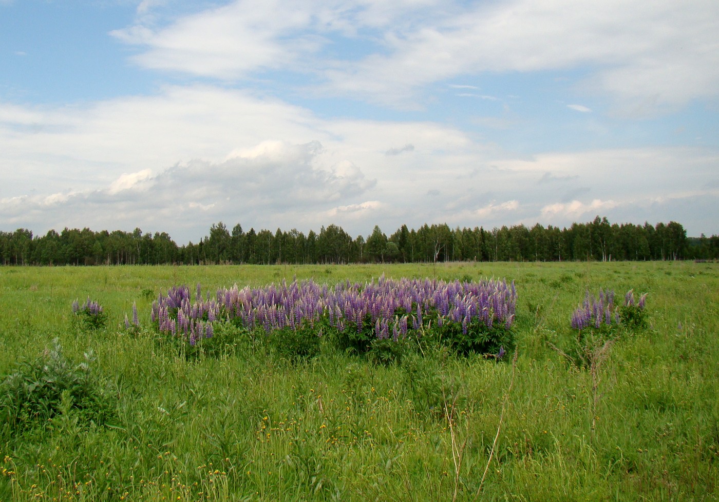 Изображение особи Lupinus polyphyllus.