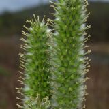 Salix lanata