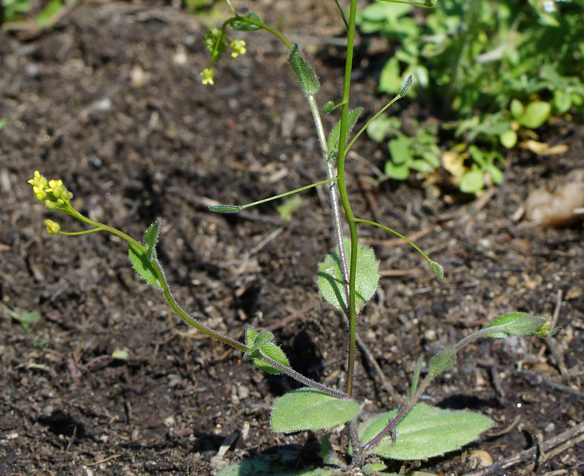 Изображение особи Draba nemorosa.