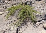 Capparis herbacea