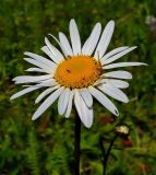 Leucanthemum ircutianum. Соцветие. Чувашия, окр. г. Шумерля, Кумашкинский заказник, Соколова поляна. 14 июня 2008 г.