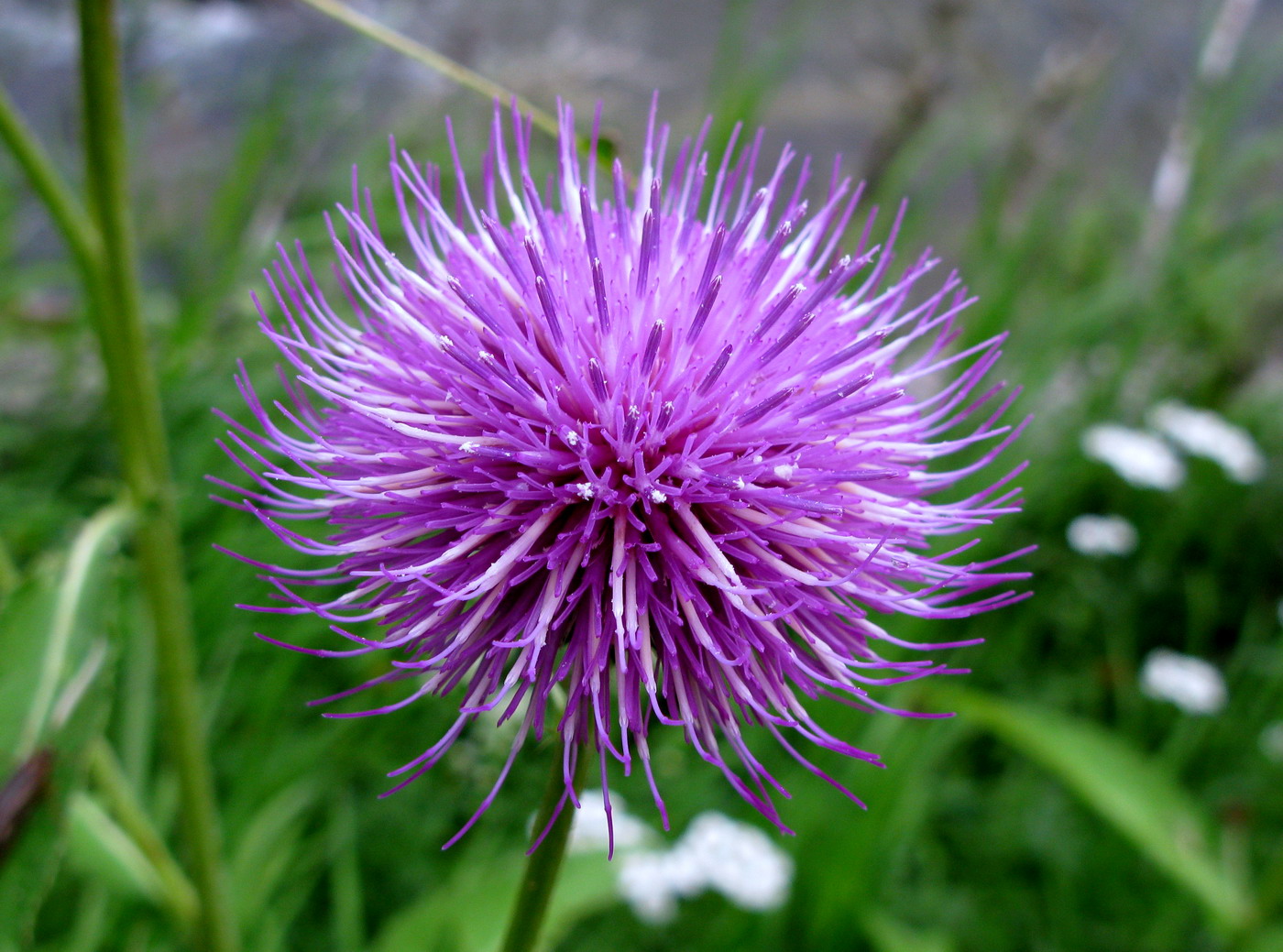 Изображение особи Cirsium helenioides.