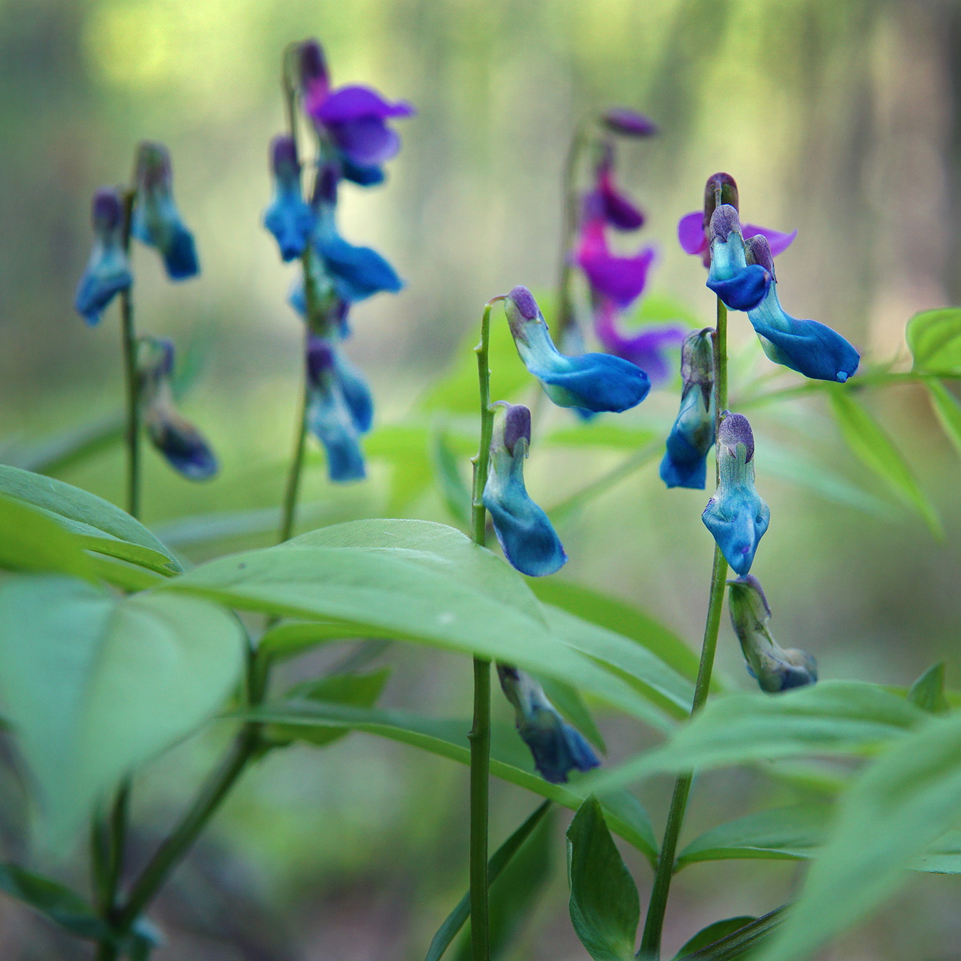 Изображение особи Lathyrus vernus.