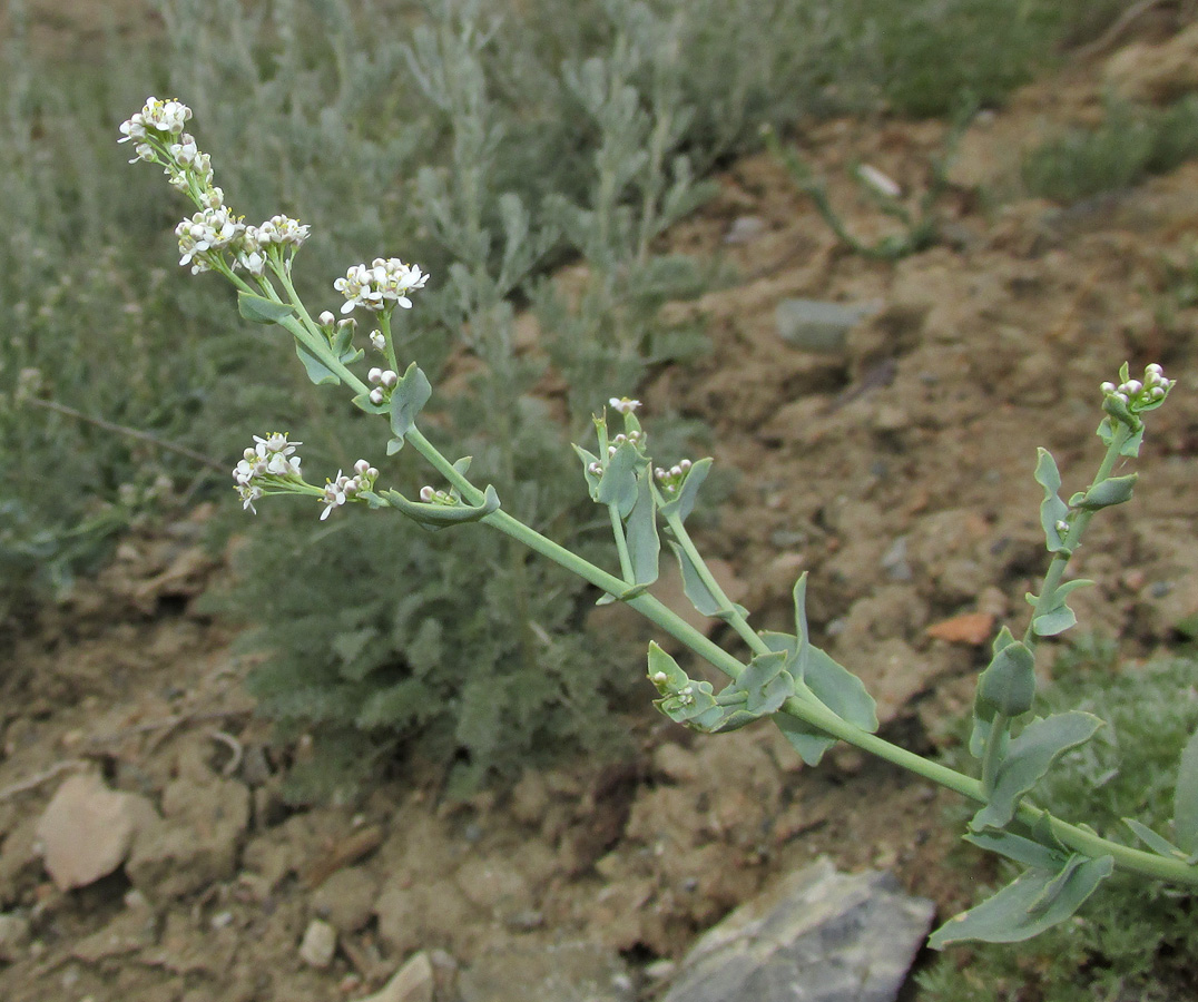 Изображение особи Lepidium cordatum.