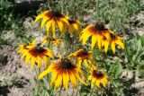 Rudbeckia hirta