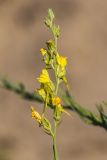 род Linaria. Верхушка побега с цветками. Ростовская обл., Азовский р-н, окр. пос. Беловодье, пески. 02.08.2015.