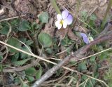 Viola tricolor