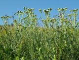 Tanacetum millefolium