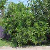 genus Robinia. Цветущее растение. Ростовская обл., г. Таганрог, в озеленении. 19.08.2021.