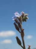 Myosotis micrantha. Верхушка побега с плодами, цветками и бутонами. Краснодарский край, Кавказский р-н, окр. ст-цы Темижбекская, край поля. 28.05.2022.