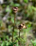 Trollius asiaticus