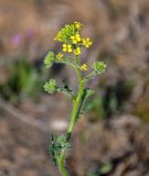 Sisymbrium loeselii