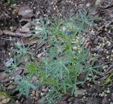 Lupinus angustifolius. Зацветающее растение. Абхазия, Гагрский р-н, окр. с. Лдзаа, широколиственный лес. 11.04.2024.