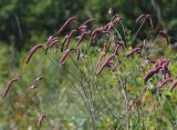 Sanguisorba tenuifolia