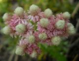 Antennaria dioica