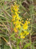 Solidago virgaurea подвид dahurica. Верхушка цветущего растения. Казахстан, Восточно-Казахстанская область; Западный Алтай, скл. Ульбинского хребта, окр. с. Ушановское. 24.08.2012.