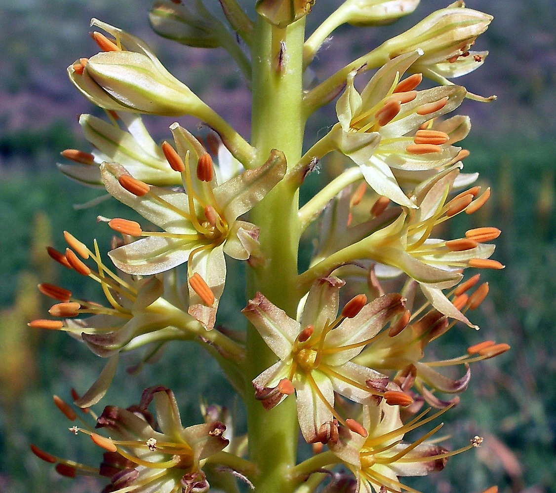 Изображение особи Eremurus spectabilis.