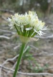 Allium israeliticum